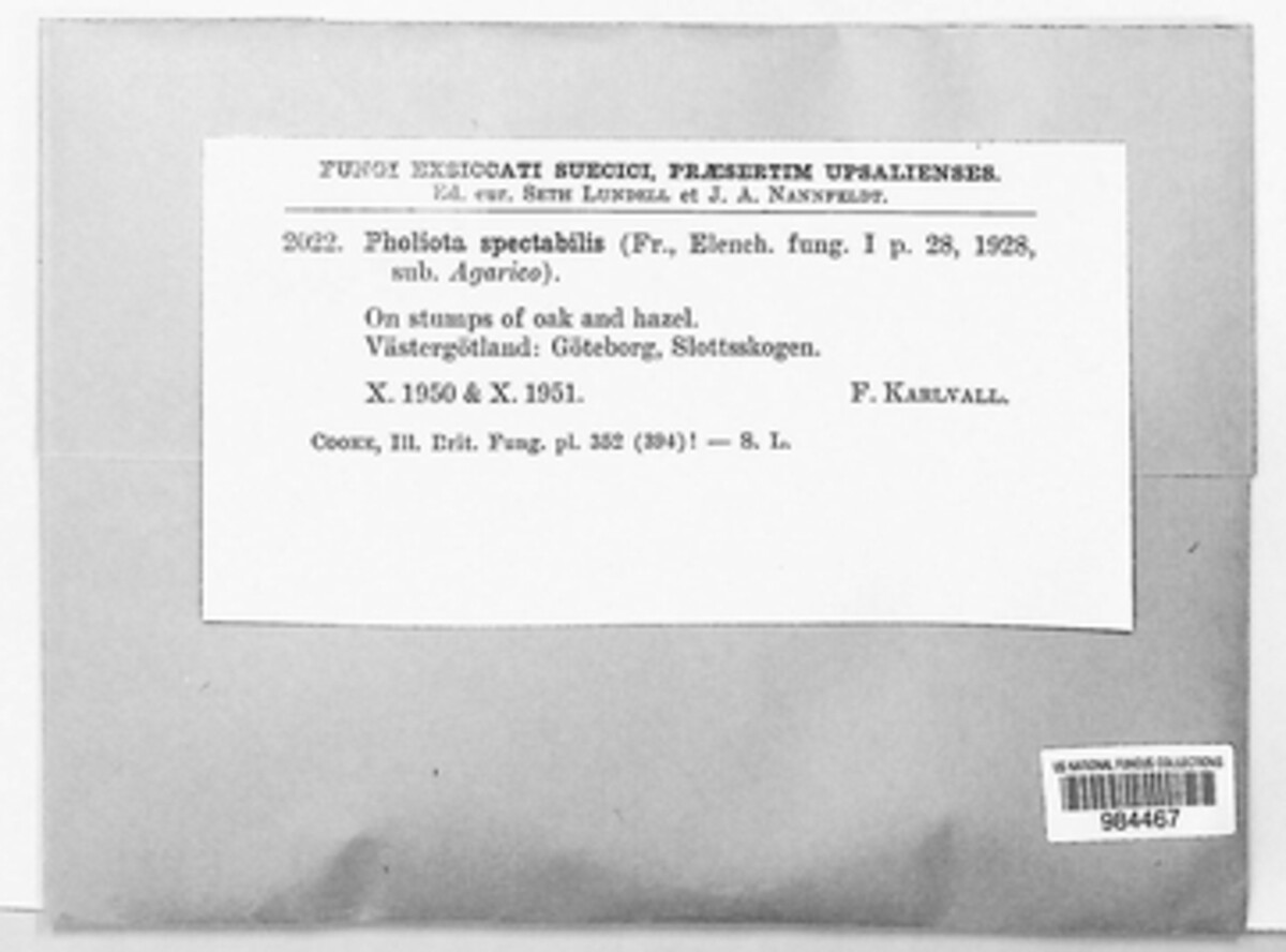 Gymnopilus junonius image